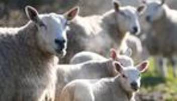 Osterlämmer: Schafzüchter erwarten stabile Lämmerpreise zu Ostern