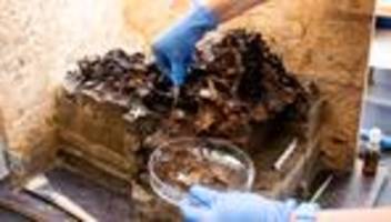 Spurensuche: Rätsel um Holzpflock im 10.500 Jahre alten Ochsenschädel