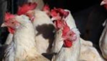 Tierseuchen: Ministerium warnt vor Newcastle-Krankheit
