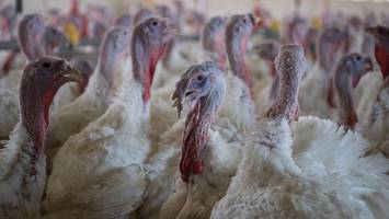 Newcastle-Krankheit: Infektionen, Symptome und Risiken für den Menschen