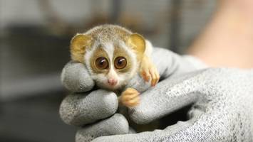 Zoo-Babys mit großen Kulleraugen meistern ersten Gesundheitscheck