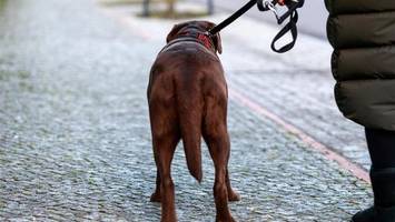 Kreative Maßnahme: So schützt ein Pilotprojekt Straßenbäume vor Hunde-Urin