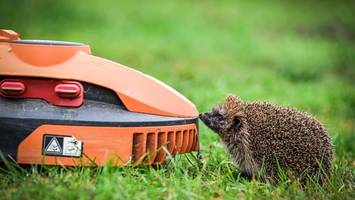 Tödliche Gefahr für Igel – Kreis trotzdem gegen Nachtfahrverbot für Mähroboter