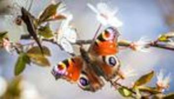 Tag des Schmetterlings: Falter mit Frühlingsgefühlen - Nabu ruft zu Zählaktion auf