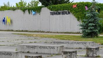 Vogelgrippe? Tote Graugans sorgt für Alarm im Berliner Tierheim