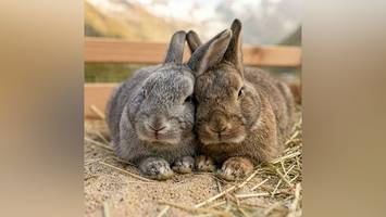 warum im forum steglitz kurz vor ostern einen tag lang die hasen los sind