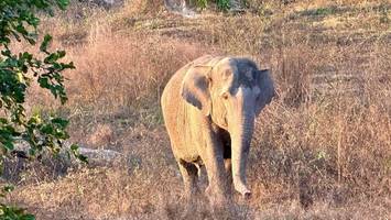 elefant stürmt „michelin“-restaurant – und richtet schwere schäden an