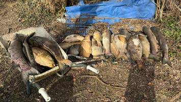 Hamburger Teich voll mit toten Karpfen – weil Menschen auf Eis rumgelaufen sind