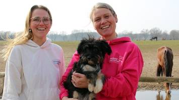 hund in not sucht herrchen: erste „dog adopt night“ in tangstedt