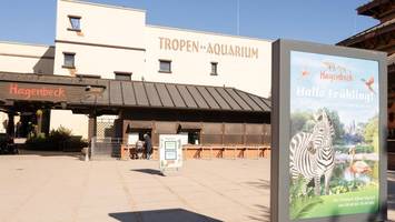 Eingesperrter „Menschen-Affe“ vor Hagenbeck – Gäste erwartet spezieller Empfang