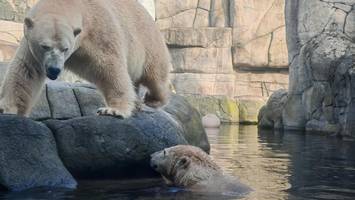 hagenbeck hofft auf eisbärbaby: so stehen die chancen auf nachwuchs im eismeer