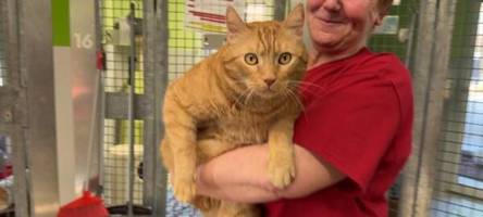 Tiervermittlung: Darauf kommt es für die neuen Besitzer an