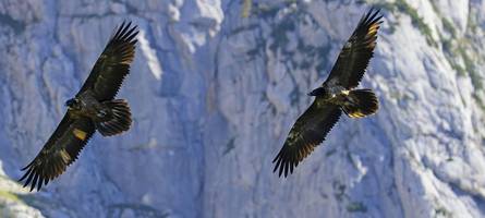 frühlingsgefühle über bayerns alpengipfeln: beziehungsglück für die „etwas frühreife“ recka