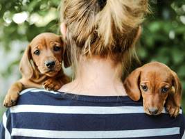 mensch-tier-beziehung: machen haustiere glücklich?