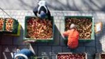 ifo Institut: Deutsche Wirtschaft erholt sich wegen des Irankriegs langsamer