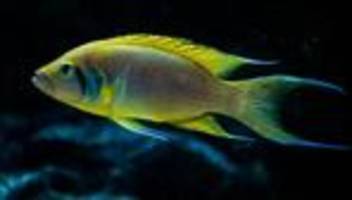 Afrikanischer Buntbarsch : Barscher Bruder