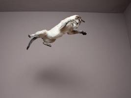 Biomechanik: Darum landet die Katze stets auf den Pfoten