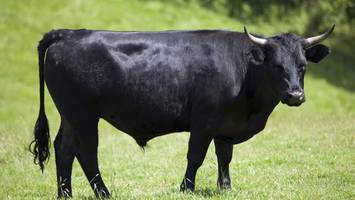 in der nähe von berlin: zehn bullen nach unfall in brandenburg ausgebüxt