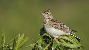 Berlin schafft Ausweichflächen für Tegel-Vögel – doch leben werden sie dort nicht