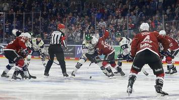 Eisbären: Wenn der Meister zum Schreckgespenst wird