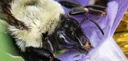 Hummeln: Königinnen können unter Wasser atmen