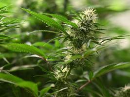cannabis: raus aus der nische
