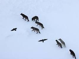 jahrzehntealte annahme widerlegt: schlaue taktik der raben überrascht forscher