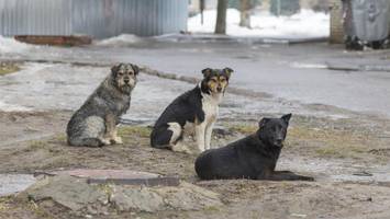 Deutsche Touristin in Griechenland von Hundemeute lebensgefährlich verletzt