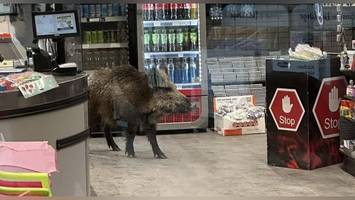 verirrtes wildschwein sorgt für aufregung in berliner shoppingcenter