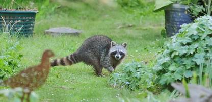 Waschbären: Politikerin fordert Kopfgeld für abgeschossene Tiere