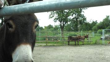 beliebter streichelzoo auf hof heine nicht mehr finanzierbar – wegen der gäste