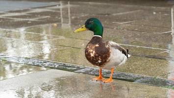 regen und sturmwarnung im norden – doch meteorologe sieht den frühling kommen