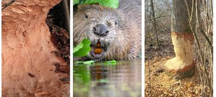 „Da hört der Spaß auf“: Der Biber ist im Landkreis Neu-Ulm ein Ärgernis für Landwirte