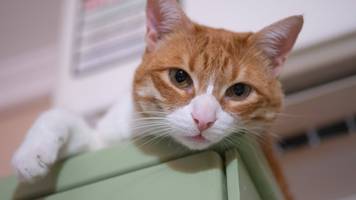 katzen leben deutlich länger, wenn sie nicht ins freie dürfen – forscher nennen einfache regel