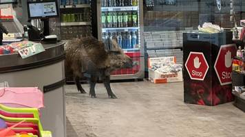 polizei fängt wildschwein in einkaufszentrum