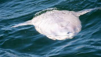 Riesiger Mondfisch in Italien gestrandet: 400 Kilogramm schwer und 2,5 Meter lang