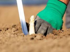 Mythen um das edle Gemüse: Ist Spargel wirklich gesund und sexuell anregend?