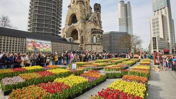 „Tulip Day“ in Berlin: Tausende am Breitscheidplatz – „Ich liebe Tulpen“