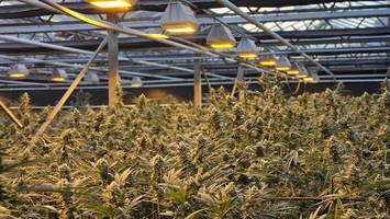 Illegal angebaut? Cannabis aus Neuengamme gibt es jetzt in Hamburgs City