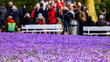 Traum in Lila: Millionen Krokusse verwandeln Husum in ein Blütenmeer