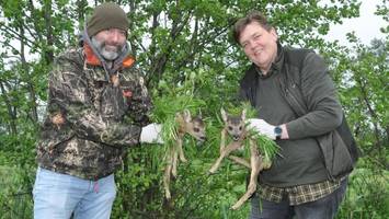 rehkitze vor dem mähtod retten: verein sucht helfer für den drohneneinsatz