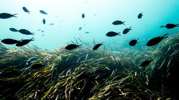 diese fische klonen sich problemlos seit 100.000 jahren – forscher lüften das geheimnis