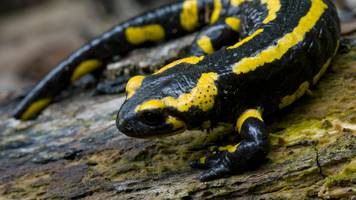 Autofahrer ignorieren Sperre und fahren 500 Salamander tot