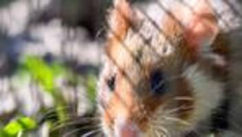 Tierschutz: Hamster im Greifautomat empören Chinesen