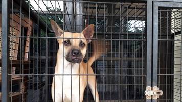 Übersehener Tierheim-Hund teilt Spielzeug mit jedem Besucher – rührt Tausende zu Tränen