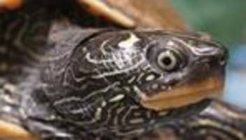 Elbvertiefung: Der tägliche Newsletter aus Hamburg: Wer braucht schon einen Chef, wenn man eine Schildkröte haben kann?