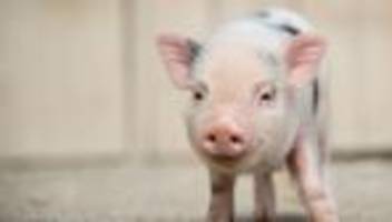 Grausiger Fund: Getötete Minischweine bei Witzhave entdeckt