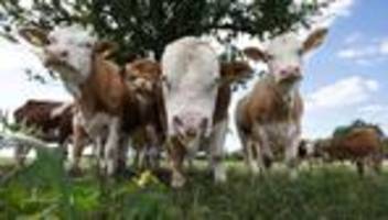 In der Prignitz: Unfall mit Tiertransporter – Bulle noch immer flüchtig