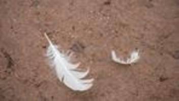 Tierseuche: Aufhebung von Geflügelpest-Maßnahmen in Ostprignitz-Ruppin