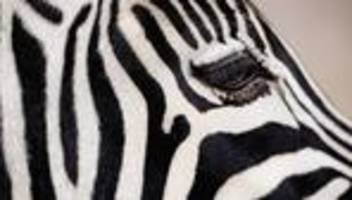 tierstatistik: es gibt auf der welt mehr beine als augen. stimmt's?